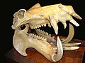 カバの頭蓋骨。下顎は一つの骨で構成される。