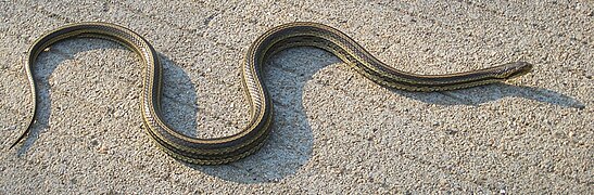 Meanders: sinuous snake crawling