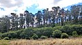 Image 4A Monterey pine forest in Sydney, Australia (from Conifer)