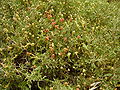 Image 6Thorny burnet (Sarcopoterium spinosum) (from Wildlife of Jordan)