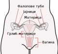 српски (ћирилица)