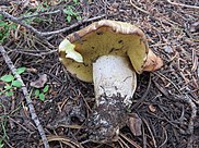 A spongey white and yellow mushroom lying on the forest floor