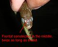 Chart 2 - Frontal constricted in the middle, twice as long as broad