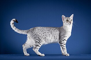 Black silver spotted tabby Egyptian Mau