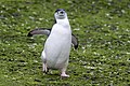 A Chinstrap penguin.