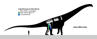 Diagram showing known parts of the skeleton