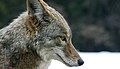 Profil kojota (tjedan 36)