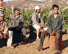 Pickers resting in a vineyard