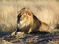 Un león (Panthera leo) acostado en Namibia. Por yaaaay.