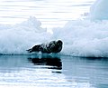 Storkobbe på isflak i Wager Bay, juli 1996