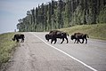 Wood bison herd crossing Alaska Highway