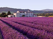 Vegetação mediterrânea (lavanda) em Provença.