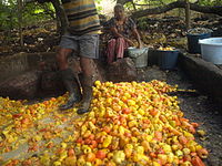Cashew apples being squashed in Chorao, Goa, to be used in the preparation of feni