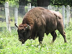 Bisons d'Europe dans la réserve du parc naturel de Vânători-Neamț.