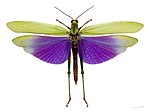 Lubber grasshopper, Titanacris albipes, has deimatically coloured wings, used to startle predators.
