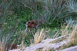 Ejemplar de cabra montés (Capra pyrenaica) en la peña de Martos