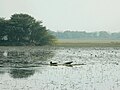 Wetlands of Bird Sanctuary