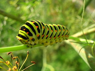 La canilha del parpalhòl macaon (Papilio machaon). (definicion vertadièra 2 048 × 1 536 *)