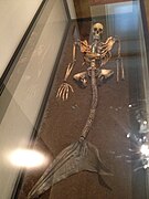 Squelette humoristique de sirène au musée national du Danemark.