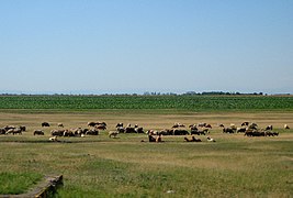 Pastoralisme et cultures dans la plaine valaque.
