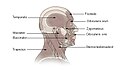 Músculs del cap i el coll
