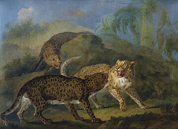 Huile sur toile représentant trois léopards aggressifs dans un environnement tropical