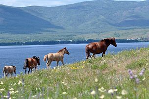 Башкирски коне близо до езерото „Якту-Кул“