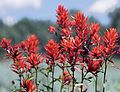 Image 25State flower of Wyoming: Indian paintbrush (from Wyoming)