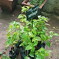 Young plants in polybags (Thrissur, Kerala, India)