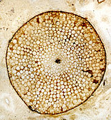 Cross-section of a stem of Rhynia, an early land plant, preserved in Rhynie chert from the early Devonian