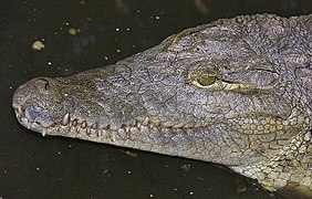 Museau du Crocodile du Nil.