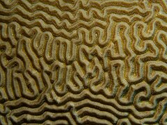 Meanders: symmetrical brain coral, Diploria strigosa