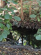 Mature (see dark exposed roots) native white alder (Alnus rhombifolia) in perennial section of Permanente Creek, October 8, 2016.