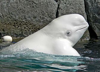Weißwal im Vancouver Aquarium