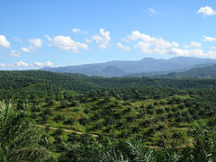 Palm oil plantations in Indonesia.