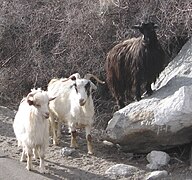 Chèvres Cachemire au bord d'un chemin.