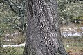 Corteza de encina (Quercus ilex)