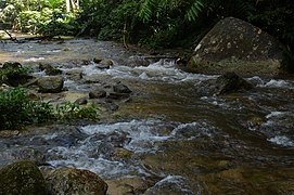 Sungai Hutan di Bukit Tapah