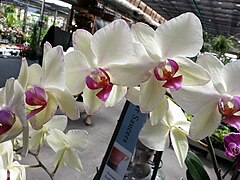 Moth Orchid - Phalaenopsis