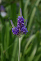 en:Lavandula_multifida