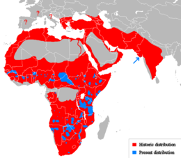 A jelenlegi elterjedése (kék), kihalt (piros)