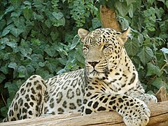 Lleopardu del Cáucasu.
