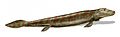 Image 20Tiktaalik, a fish with limb-like fins and a predecessor of tetrapods. Reconstruction from fossils about 375 million years old. (from History of Earth)