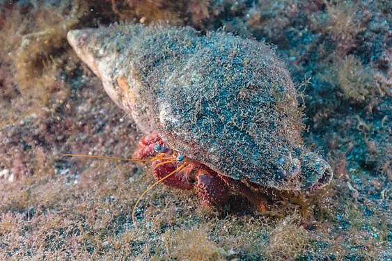 Hermit crab (Dardanus calidus), Teno-Rasca marine strip, Tenerife, Spain.