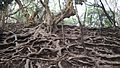 Roots of trees near Guna cave