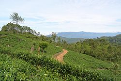 Tea plantation in Haputale