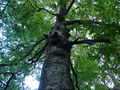 Защитено вековно дърво (бук) в природен парк „Българка“