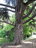 A cedar of Lebanon tree (cedrus libani) in the Bois de Boulogne.