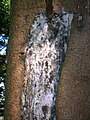 Sun scald damage on Sitka spruce