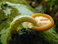 A mushroom growing out of a log with its white stem greatly curved so that the yellow mushroom cap lies down, exposing the gills. Small yellow drops of liquid are visible on the stem.